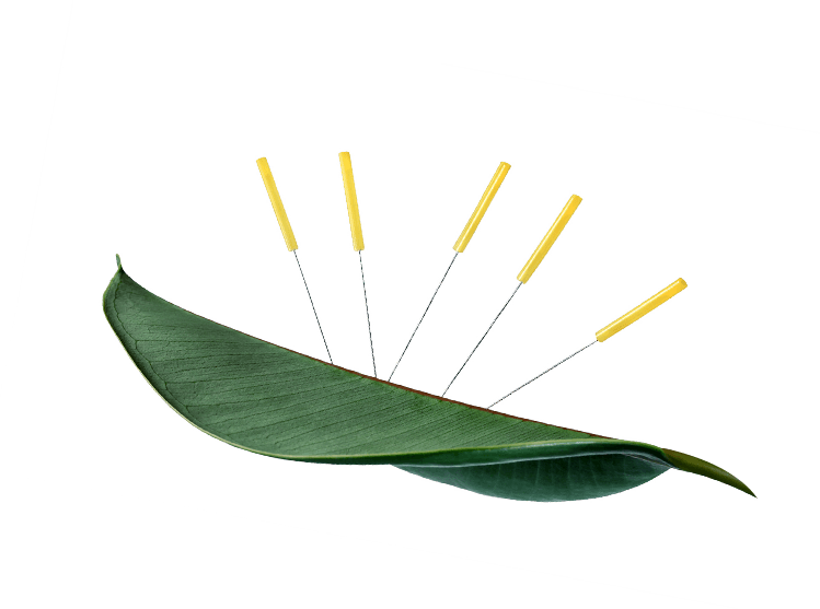akupunktura liść